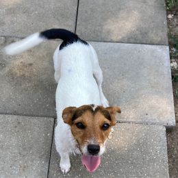 Queen Coeur - White and black Russell Terrier puppy in Missouri from Royal Russells Ranch