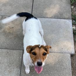 Queen Coeur - White and black Russell Terrier puppy in Missouri from Royal Russells Ranch