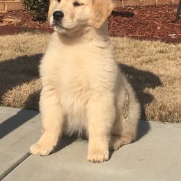 Golden Retriever Puppies from Graceful Golden Retrievers