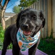 Border Collie, Golden Retriever, and Sporty Mix Puppies from Turbo Border Collies & Coltrievers