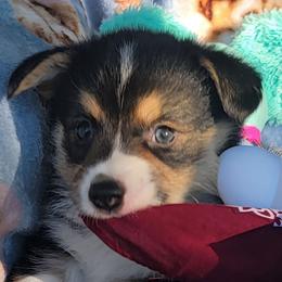 Maroon bandana boy - Black and tan male Pembroke Welsh Corgi puppy in Cherokee, Oklahoma from MCS Farms-OK