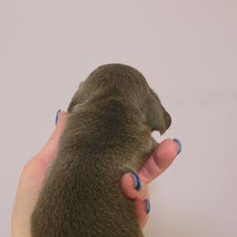Girl 2 - Blue and tan female Dachshund puppy in Manchester, New Hampshire from 603 Wiener Wonders