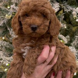 Sweety Pie Girl - Red  female Goldendoodle puppy in Mayfield, Utah from Ruff Country Doodles