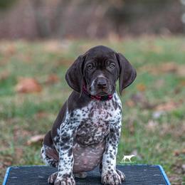 German Shorthaired Pointer and Vizsla Puppies from Nosam Kennels