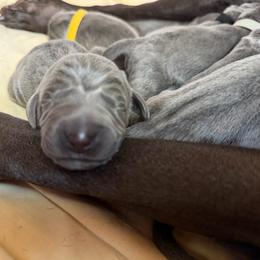 Boy 4 - Blue male Weimaraner puppy in Aitkin, Minnesota from Whispering’s GunDogs