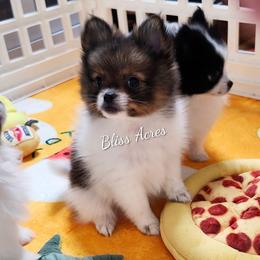 Yale - Red parti male Pomeranian puppy in Ponca City, Oklahoma from Bliss Acres Farm