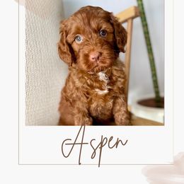 Australian Labradoodle and Labradoodle Puppies from Doodles_Ko