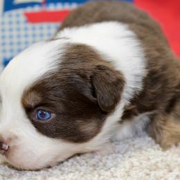 Shep - Red tri male Miniature Australian Shepherd puppy in Ronan, Montana from Dirt Road Aussie’s of Montana