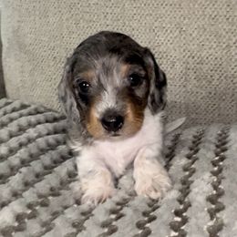 Spot - Dapple Dachshund puppy in Florida from Darlin Doxins