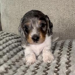 Spot - Dapple Dachshund puppy in Florida from Darlin Doxins