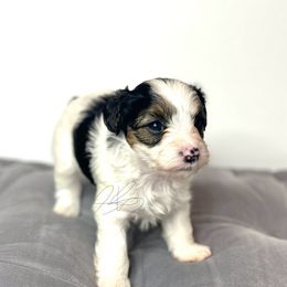 Chip-sold - White Yorkipoo puppy in Waldorf, Maryland from Luv My Yorkies, LLC