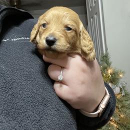 Dachshund Puppies from MNE Miniature Dachshunds