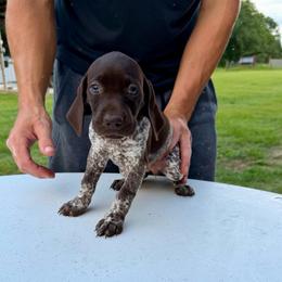 Kimber - Liver roan female German Shorthaired Pointer puppy in Glennville, Georgia from Andre Family Farms & Kennels