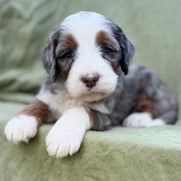S’more (black collar) - Blue merle male Bernedoodle puppy in Colorado Springs, Colorado from Mercy Mountain Bernedoodles