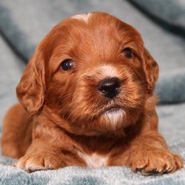 Willow - Red female Australian Labradoodle puppy in Stanwood, Washington from Victoria Creek Australian Labradoodles