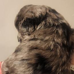 Aussiedoodle Puppies from My Classy Doodles