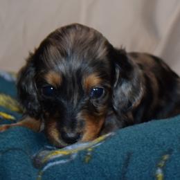 The Duchess-Alice in Wonderland Theme Litter - Dapple female Dachshund puppy in Woodland, Washington from SJs Dachshunds