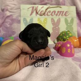 Girl 2 - Black female Labrador Retriever puppy in Wittmann, Arizona from AM Labradors