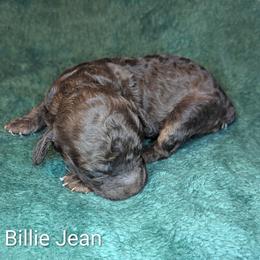 Billie Jean - Brown and tan female Cockapoo puppy in Sunset, Louisiana from Cano Cockapoos