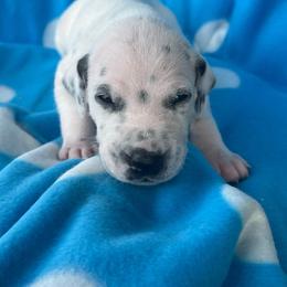 Mr. Goodbar - White and black male Dalmatian puppy in Austin, Texas from Dazzling Dalz