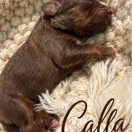 Calla - Brown female Bernedoodle puppy in Mint Hill, North Carolina from Ball-Y-Hoo Bernedoodles