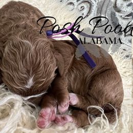 Girl 3 - Poodle puppy in Oxford, Alabama from Posh Poodles Alabama