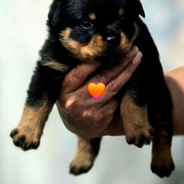Girl 1 - Black and mahogany female Rottweiler puppy in Live Oak, Florida from K&R RANCH KENNELS