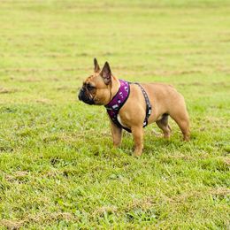 Una - French Bulldog