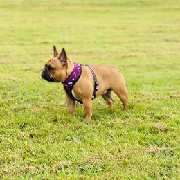 Una - French Bulldog