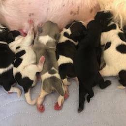 Shih Tzu Puppies from Marlene Kenney's Shih Tzus