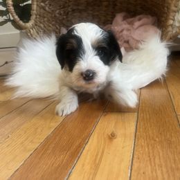 Bernedoodle Puppies from Timber Trail Bernedoodles RI