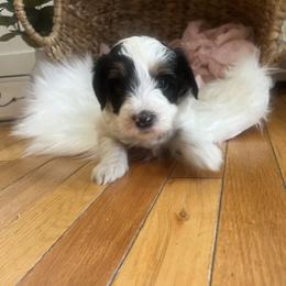 Bernedoodle Puppies from Timber Trail Bernedoodles RI