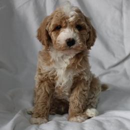 JUMBLES - male Cavapoochon puppy in Fredericksburg, Ohio from Timshell Farm Specialty Crossbreed Puppies