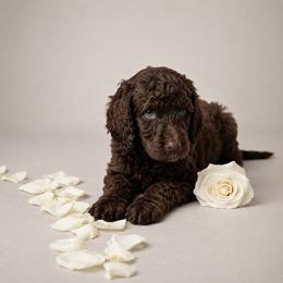 Garrick - Brindle male Poodle puppy in Spring Hill, Florida from Lecanto Puppy