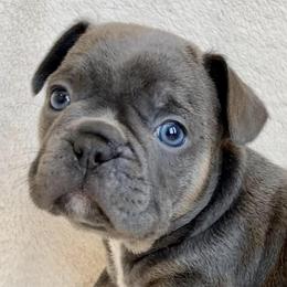 French Bulldogs from Kellysbulldogs