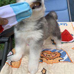 Siberian Husky Puppies from Canace Siberians