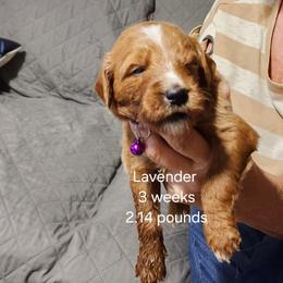 Lavender  collar - Red female Bernedoodle puppy in Fairmount, Indiana from Capens' Doodles,Poodles and Poo's