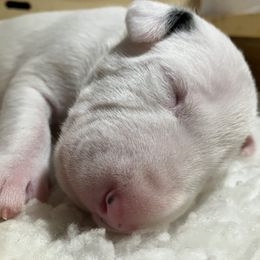 Stewie - White and black brindle male Bull Terrier puppy in Gilbert, Arizona from Sunny Sky Bull Terriers
