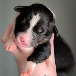 Rose - Black tri-color female Australian Shepherd puppy in Georgetown, Texas from River Reign Australian Shepherds