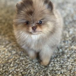Mickey - Chocolate merle male Pomeranian puppy in Kilgore, Texas from 5 Star Poms