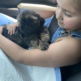 Shih Tzu Puppies from Socal Mother Of Shih Tzus