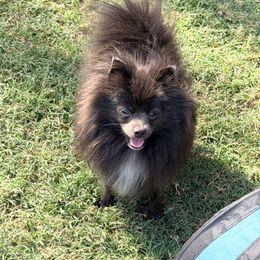 Roxie Blu - Pomeranian