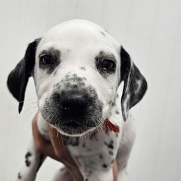 Orange collar - White and black male Dalmatian puppy in Knoxville, Tennessee from Dazzling Dalz