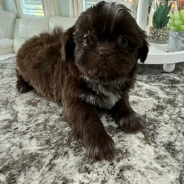 Beverly - Chocolate female Shih Tzu puppy in Fredericksburg, Virginia from Pumpkin Patch Pups