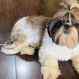 Ruby - Shih Tzu