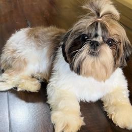 Ruby - Shih Tzu