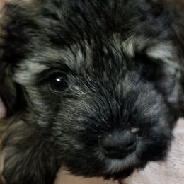 Miniature Schnauzers from R & R Schnauzers