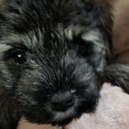 Miniature Schnauzers from R & R Schnauzers