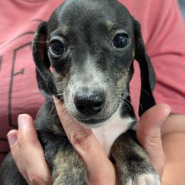 2 Arrow - Black and cream male Dachshund puppy in Central Point, Oregon from MRS Long Dog Ranch
