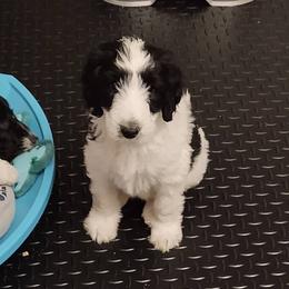 Goldendoodle, Golden Retriever, and Sheepadoodle Puppies from Guppy Puppies